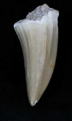 mosasaurus tooth for sale